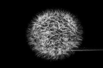 Black and white photo of a dandelion head. Art photography.