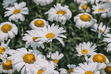 Obraz na płótnie Canvas White daisy flowers in a garden