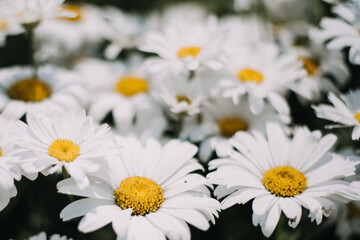 Obraz premium White daisy flowers in a garden