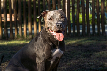 Pit bull dog playing in the park at sunset. Blue nose pitbull on sunny day in a dog park with green grass and wooden fence. Silhouette and selective focus.
