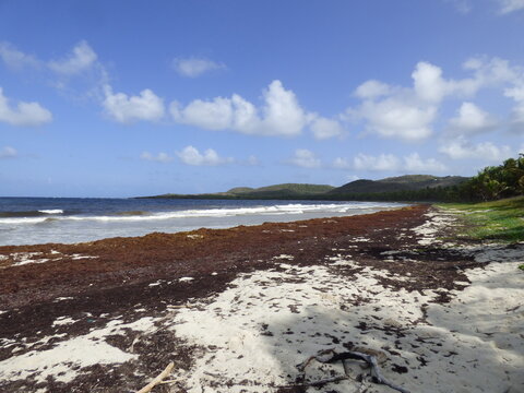 Sargasse Plage du Petit Macabou Martinique le Vauclin