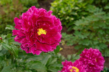 Beautiful peony flower of burgundy color blooming on flowerbed.