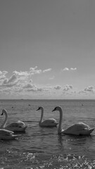 A flock of swans swim along the shore of a sea in clear sunny weather