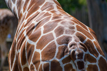 Rear, back view of a reticulated giraffe. Beautiful pigmented skin. Close up.