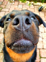 Close portrait of a dog snout - 443911923
