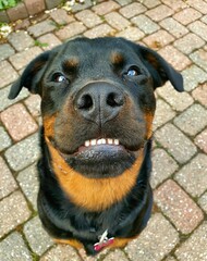 Smiling portrait of a rottweiler - 443912347