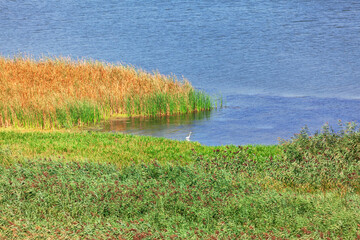 Swamp habitat for birds wildlife . Green reed growing in the river water . Riverside nature reserve