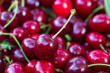 Summer harvest of red Cherries
