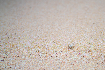 沖縄の瀬底島の瀬底ビーチで歩くヤドカリ
