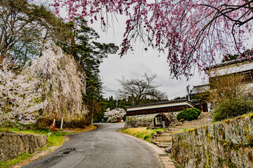 桜咲く岩村城登口