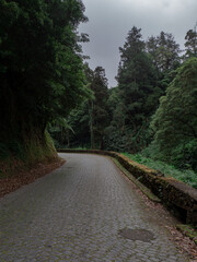 foggy Road path in natural hike trail with trees and moss in forest in sao miguel, azores, portugal	