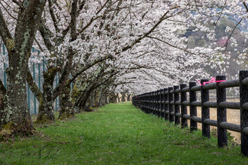 A tunnel of cherry trees