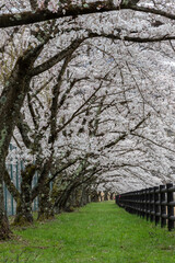 A tunnel of cherry trees