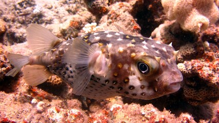 Puffer fish