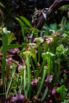 Close-up of a predatory insect trap flower of Sarracenia with selective focus