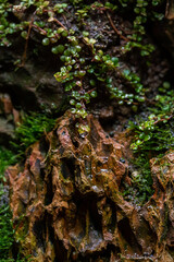 Close-Up Of Fresh green Moss in the greenhouse on a blurred background