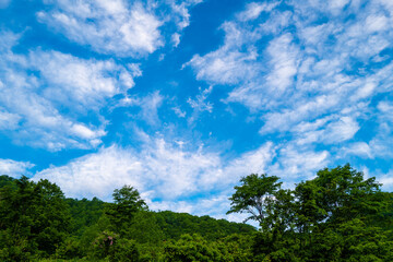 Obraz premium 雨飾山 登山道の風景
