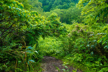 雨飾山 登山道の風景
