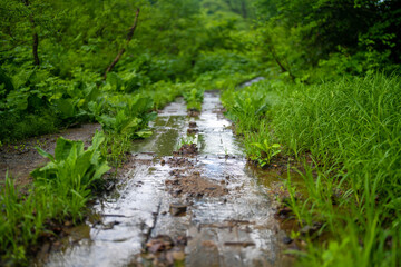 雨飾山 登山道の風景