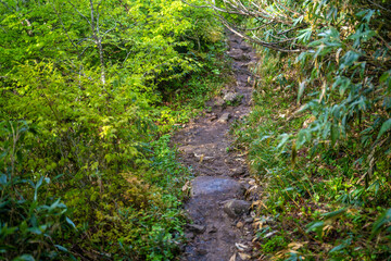 雨飾山 登山道の風景
