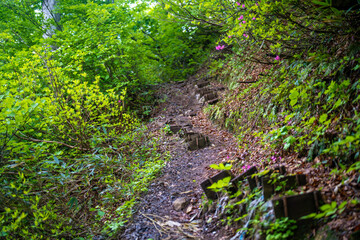 雨飾山 登山道の風景