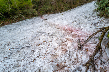 雨飾山 登山道の風景
