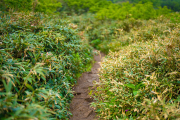 雨飾山 登山道