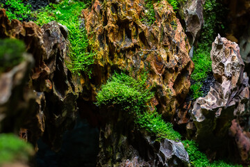Close-Up Of Fresh green Moss in the greenhouse on a blurred background