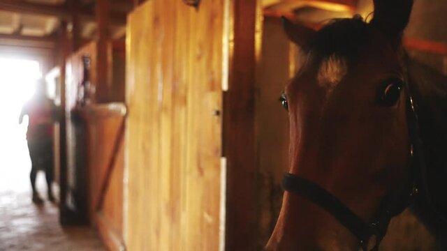 A dark brown horse looking out from the window of the stall. Horse stable with rows of stalls. A girl is standing in the distant background outside the stall. Close-up view of a horse head with a