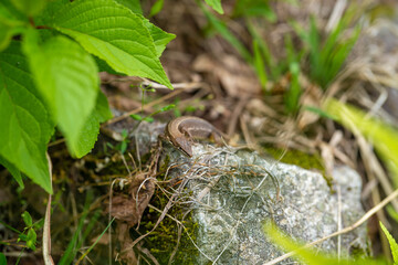 Obraz premium 雨飾山 登山道