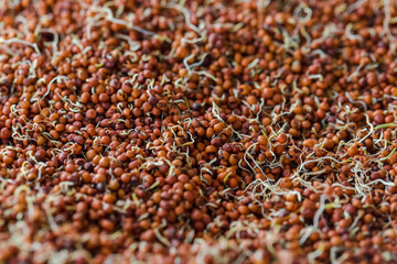 Close up of Finger Millet (Ragi) or kodo or Eleusine coracana Seeds . An ancient cereal crop grown in Africa and Asia.