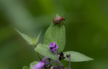 Potato Beetle