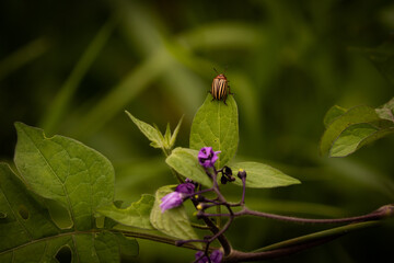 Potato Beetle