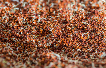 Close up of Finger Millet (Ragi) or kodo or Eleusine coracana Seeds . An ancient cereal crop grown in Africa and Asia.