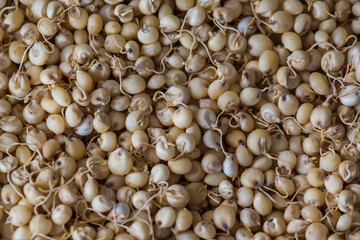Close up of Sprouted Sorghum (Jowar) or  Egyptian millet Seeds . Sorghum is an ancient cereal grain belonging to the grass family Poaceae.