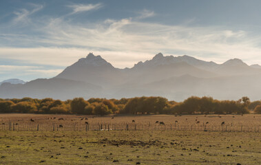 SUNSET IN THE FIELD. SUNSET IN THE MOUNTAINS. COWS GRAZING IN THE FIELD. RURAL SCENE. TREVELIN, PATAGONIA ARGENTINA.