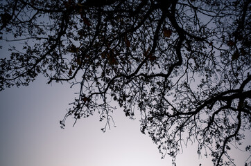 branches of a tree
