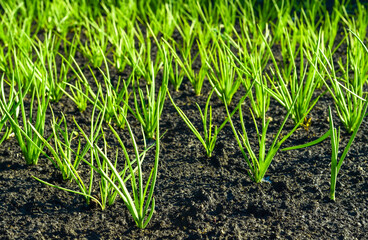 Young onions in the garden