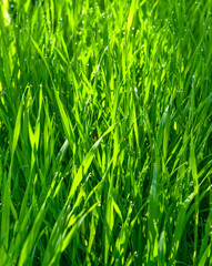 Young Grass in Morning Dew