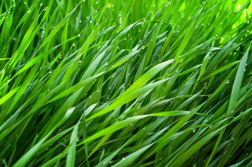Fototapeta na wymiar Young Grass in Morning Dew