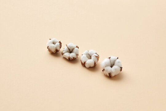 Four soft dried cotton flowers