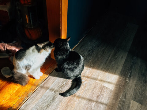 House cats licking each other. 