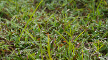 Dew dripping on the grass in the morning, a suitable image as a wallpaper, background image or graphic resource and for motivational inspiration