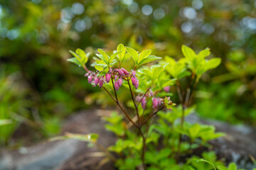 雨飾山に咲くウラジロヨウラク