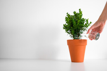 Womans hand watering the plant in the pot with the white wall on the background.