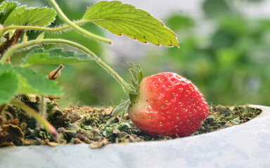A single strawberries resting on the ground. Selective focus points. Blurred background