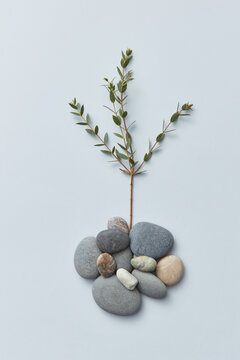 Twigs and small stones