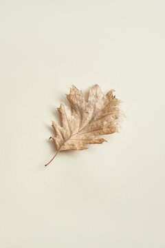 One dry leaf
