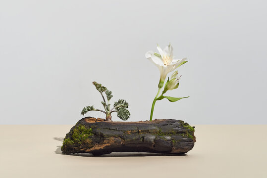 Tree bark piece with blooming flower and leaves