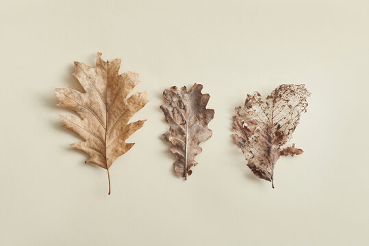 Three dry leaves